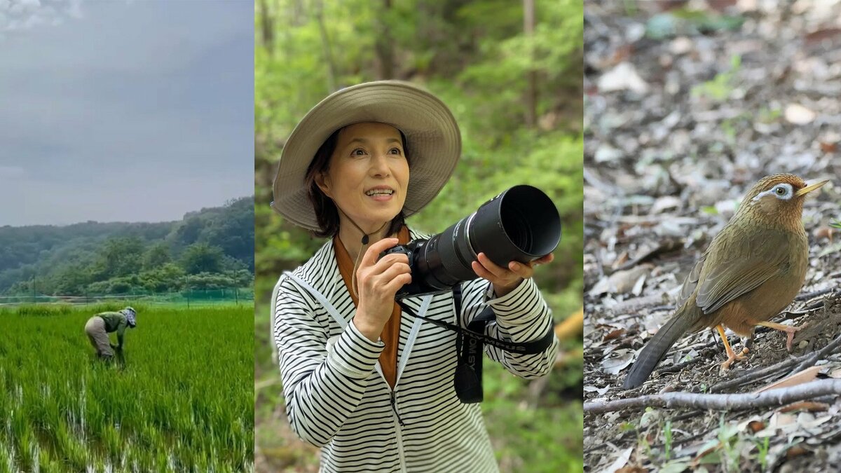 田んぼで米作りに取り組む磯野貴理子